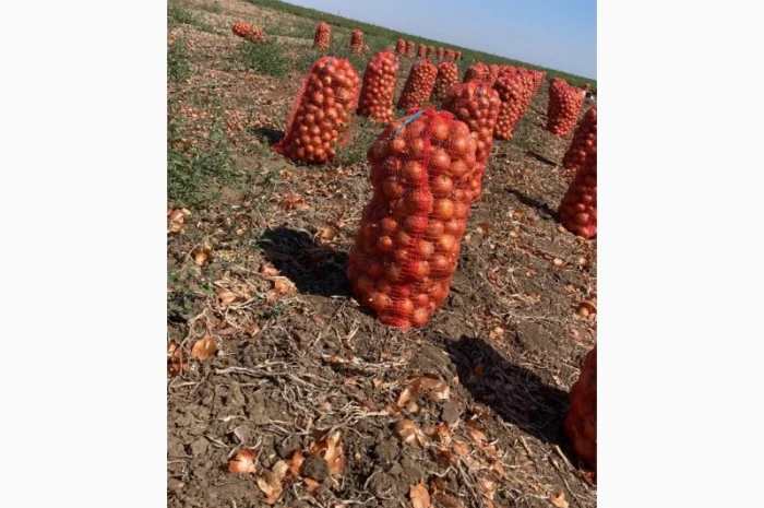 Продаж лука сорту Манас F1- фото № 1