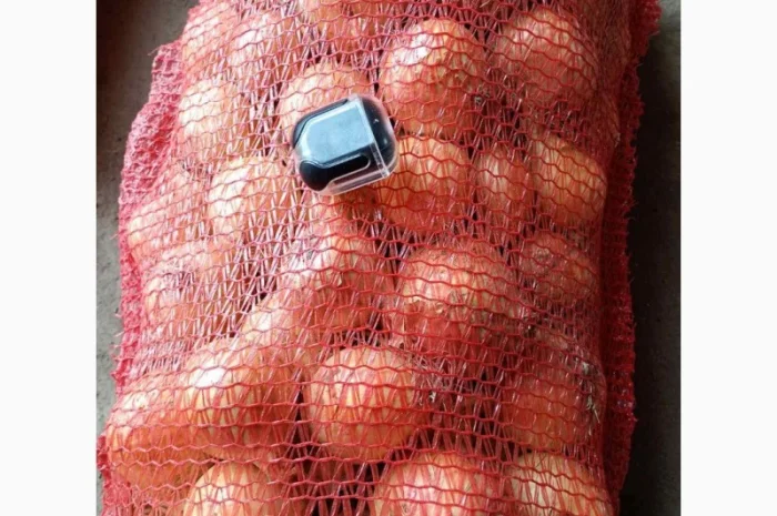 Продаж цибулі золотої сорту Дерек оптом- фото № 1