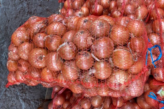 Продается цибуля Медуза, калібр 5+- фото № 1