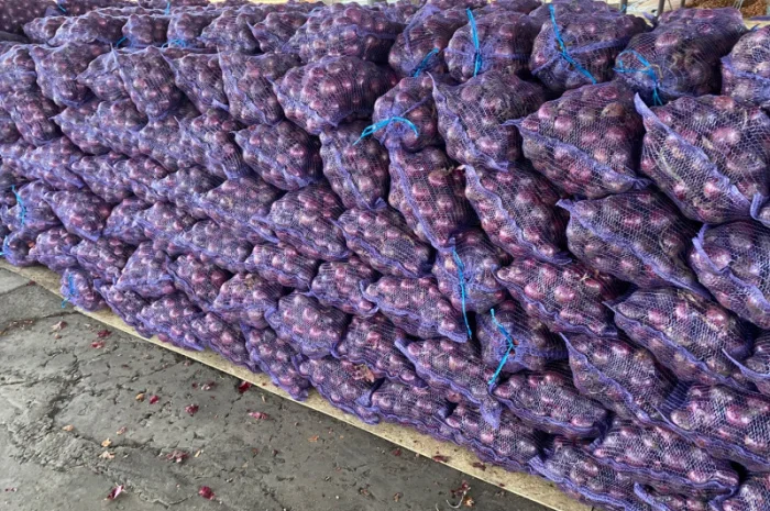 Продаю червону цибулю калібр 5+- фото № 1