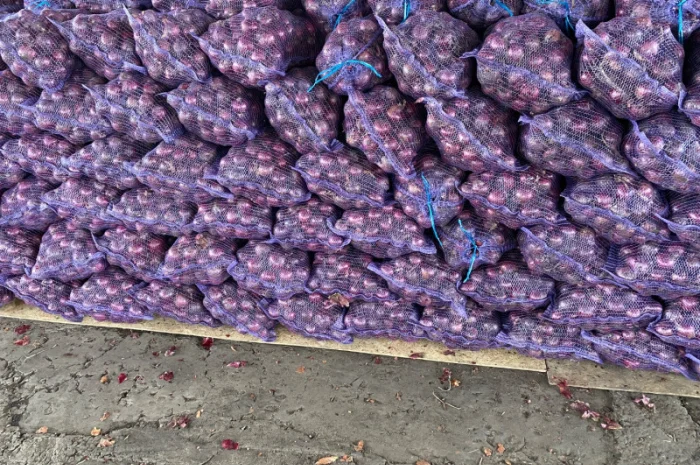 Продаю червону цибулю калібр 5+- фото № 2