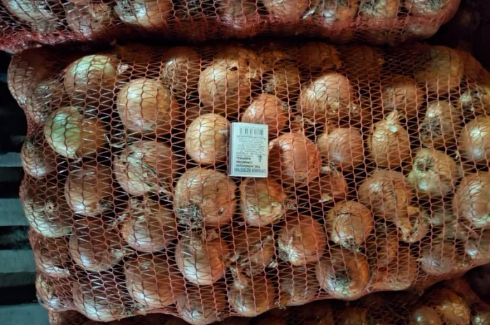 Продажа Цибуля титаниум- фото № 1