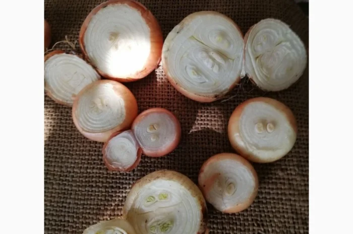 Продаж цибулі «Штутгарт» для вигонки зеленого пера- фото № 1