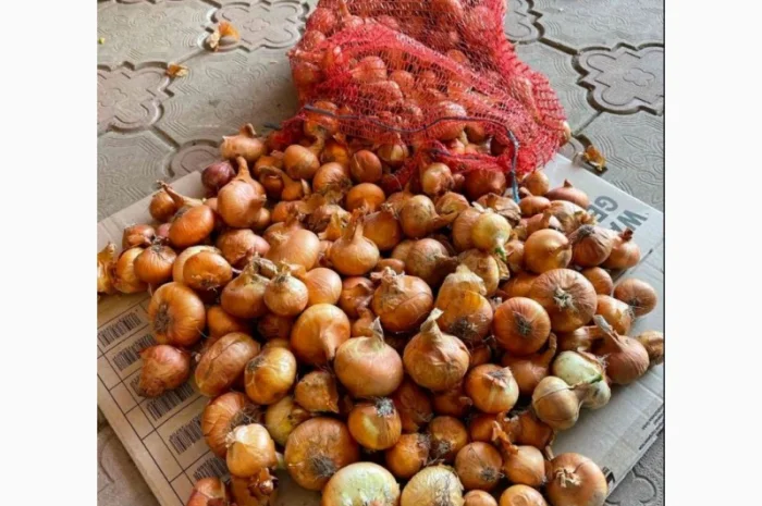 Продаж цибулі «Штутгарт» для вигонки зеленого пера- фото № 3