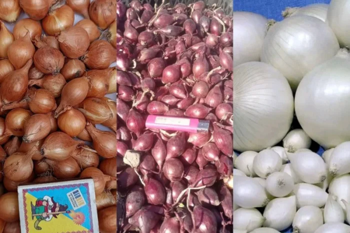 Цибуля-сівок Штутгарт на продаж- фото № 1