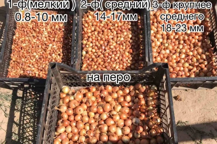 Цибуля-сівок Штутгарт на продаж- фото № 2