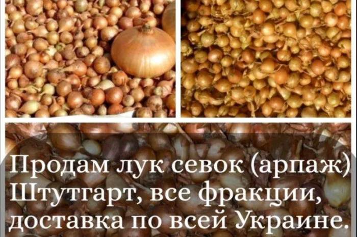 Цибуля-сівок Штутгарт на продаж- фото № 3