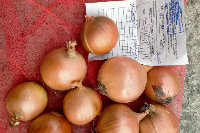Лук репчатый с низким содержанием нитратов- фото № 1