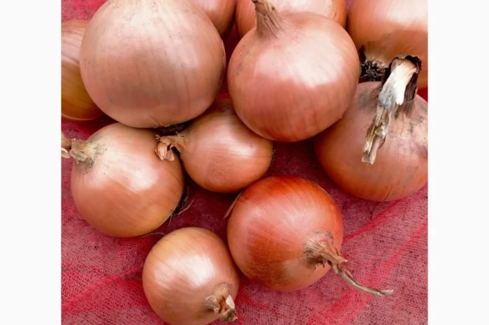 Лук репчатый с низким содержанием нитратов- фото № 2
