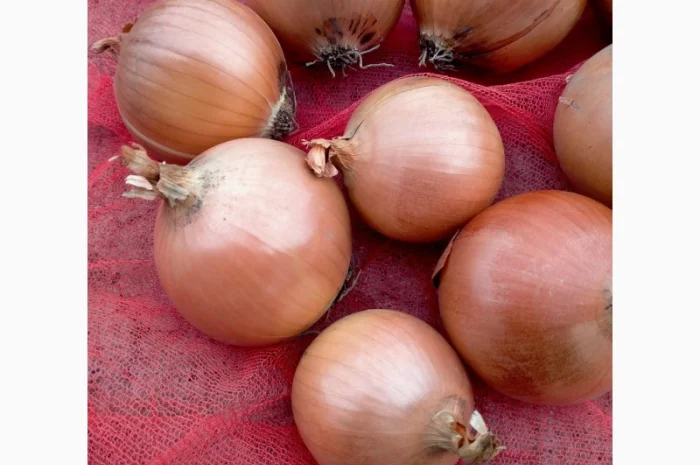 Лук репчатый с низким содержанием нитратов- фото № 3