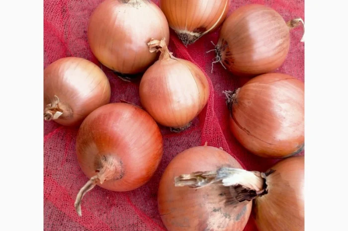 Лук репчатый с низким содержанием нитратов- фото № 4