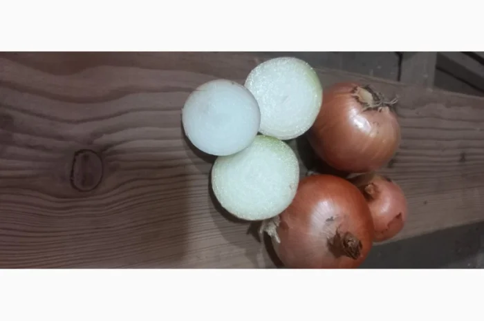 Продажа качественной цибулі оптом- фото № 1