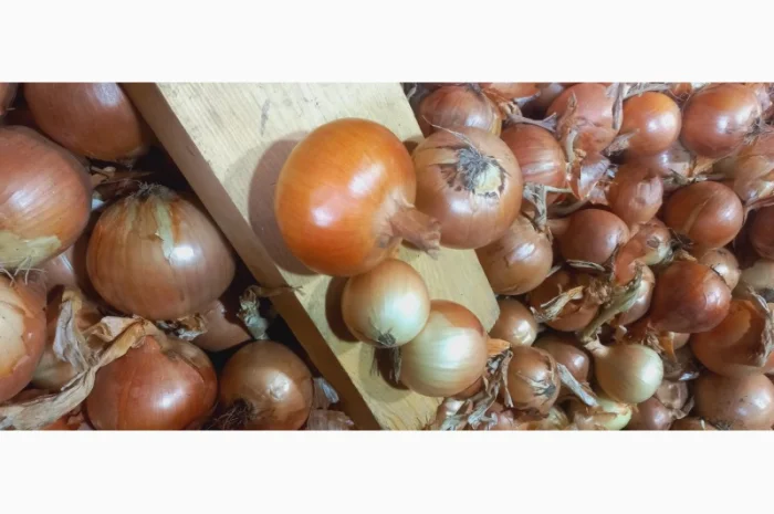 Продажа качественной цибулі оптом- фото № 2