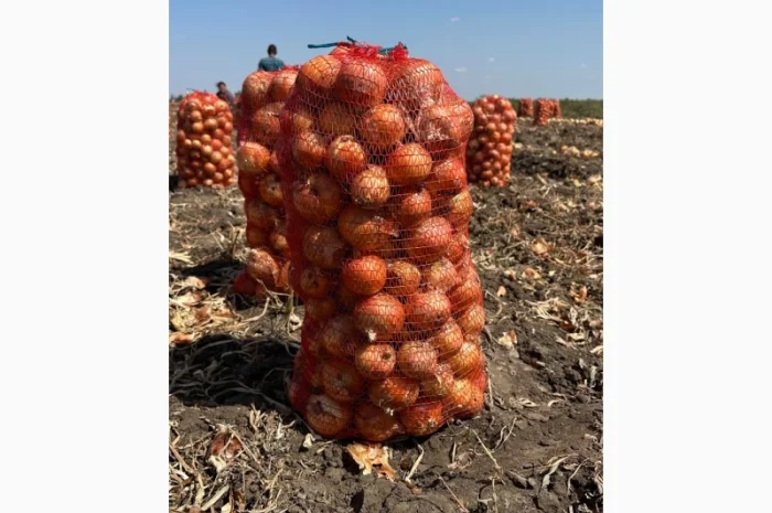 Продажа цибулі Медуза F1- фото № 1