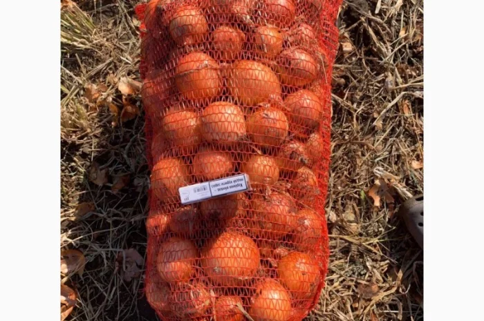 Продажа качественной цибулі- фото № 1