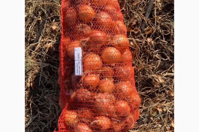 Продажа качественной цибулі- фото № 2