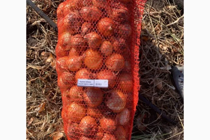 Продажа качественной цибулі- фото № 3