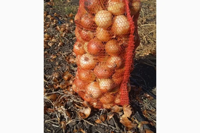 Цибуля на переробку, продаж- фото № 1