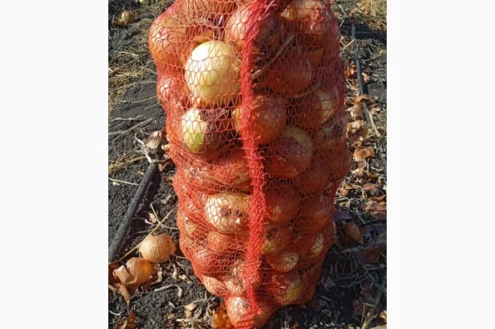 Цибуля на переробку, продаж- фото № 2