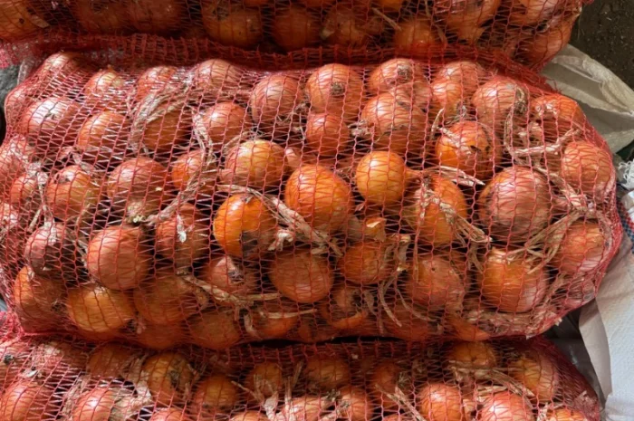 Цибуля сорт Медуза оптом- фото № 1