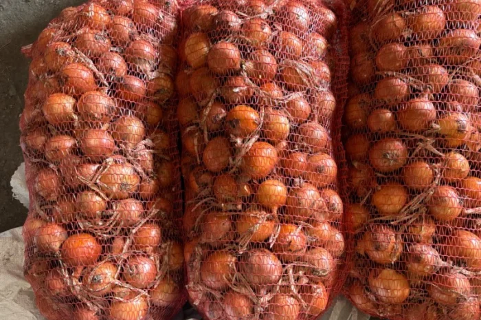 Цибуля сорт Медуза оптом- фото № 2