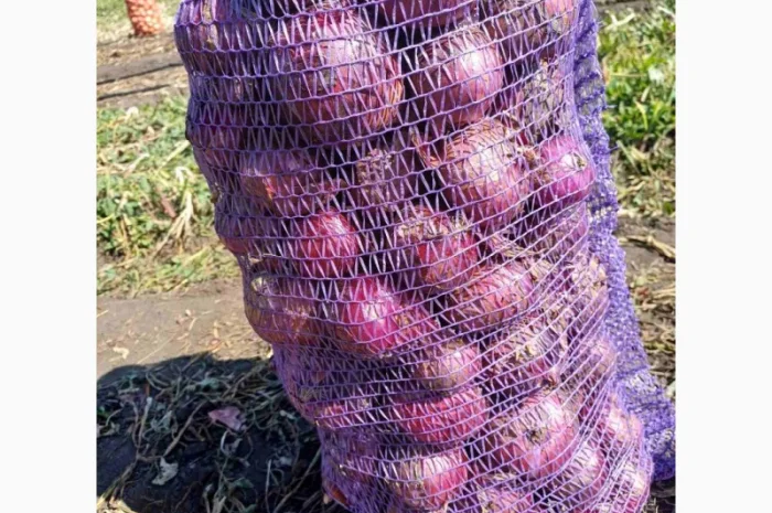 Покупка синього лука- фото № 1