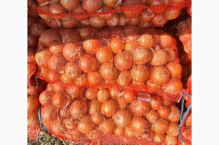 Продається Цибуля МЕДУЗА- фото № 1