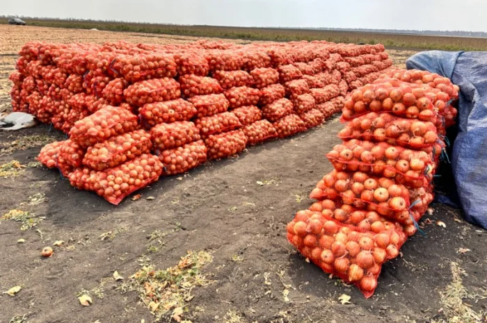 Продається Цибуля МЕДУЗА- фото № 3