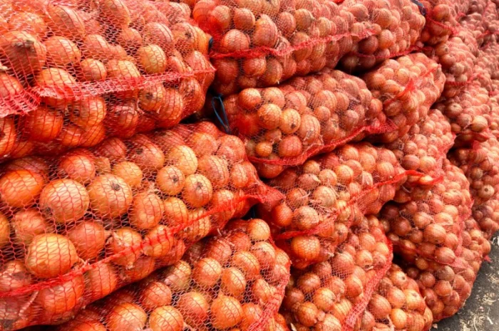 Продається Цибуля МЕДУЗА- фото № 4