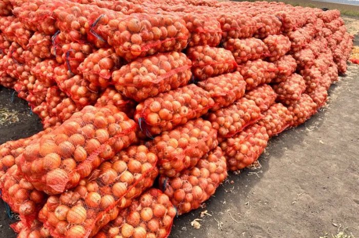 Продається Цибуля МЕДУЗА- фото № 5