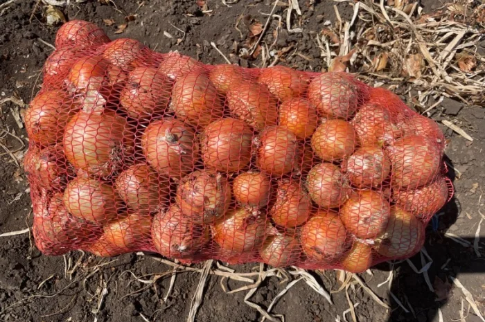 Цибуля Медуза високої якості- фото № 1