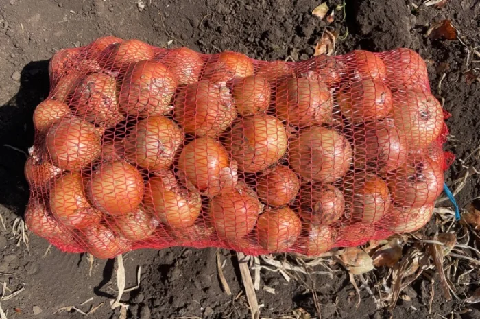 Цибуля Медуза високої якості- фото № 2