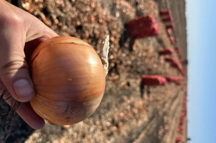 Продаж товарної цибулі- фото № 1