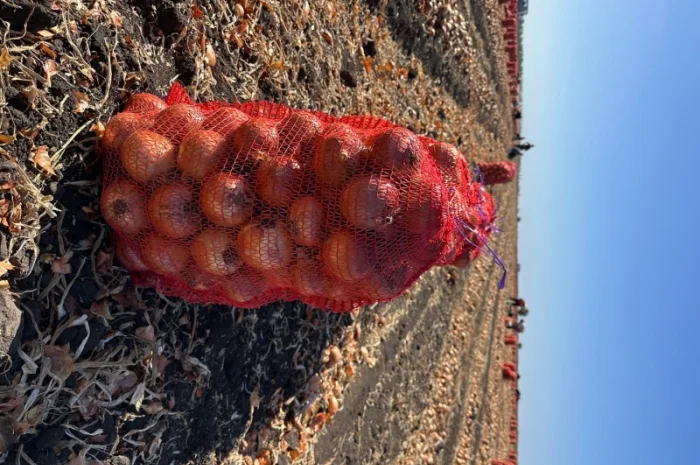 Продаж товарної цибулі- фото № 2