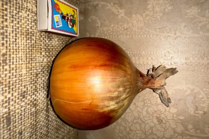 Продаю лук фазированный на сохранение- фото № 1