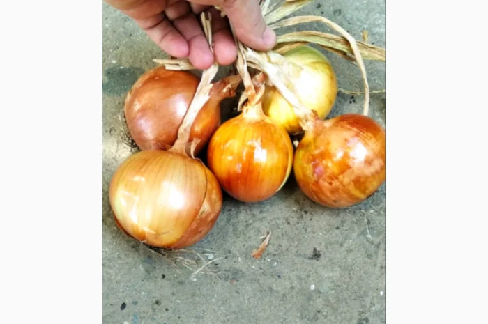 Продам лук 2025 року урожаю- фото № 1