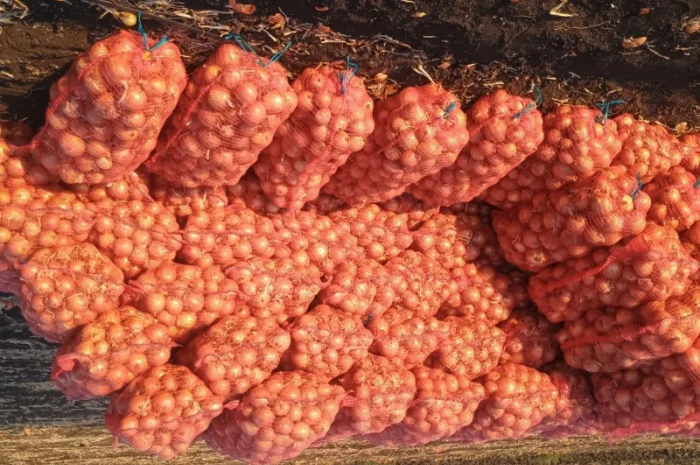 Продаж лука оптом- фото № 1