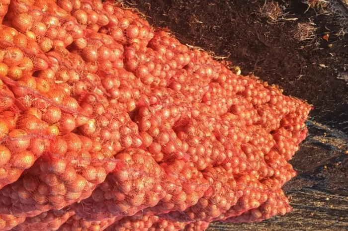 Продаж лука оптом- фото № 2