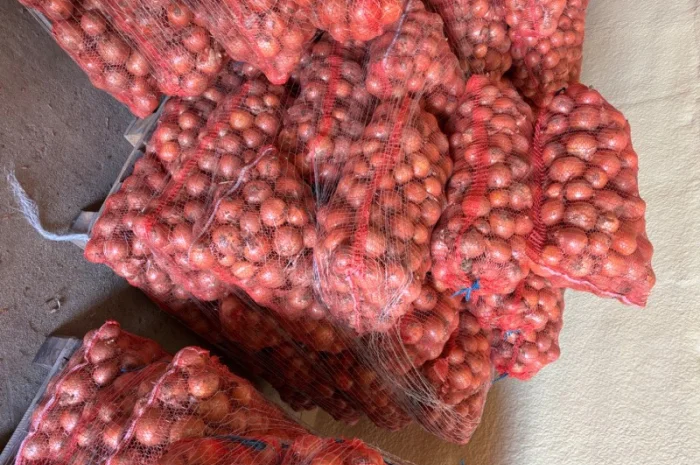 Продаж цибулі сорту медуза- фото № 2