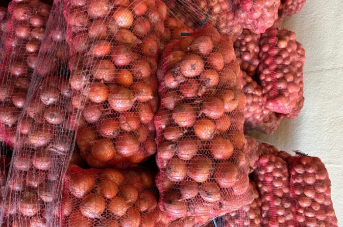 Продаж цибулі сорту медуза- фото № 3