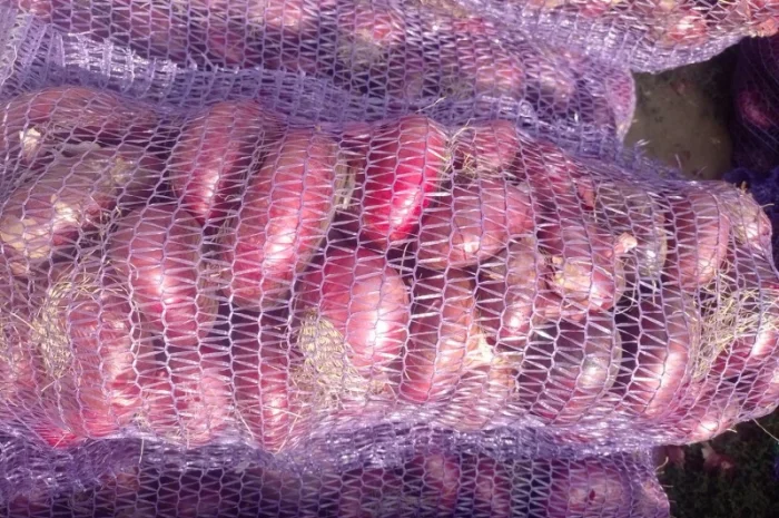 Цибуля ялтинська для продажу- фото № 1