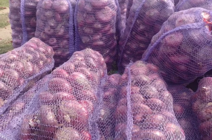 Цибуля ялтинська для продажу- фото № 2