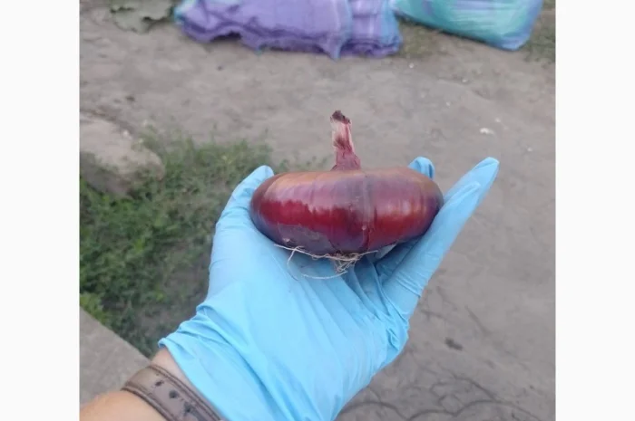 Цибуля ялтинська для продажу- фото № 3