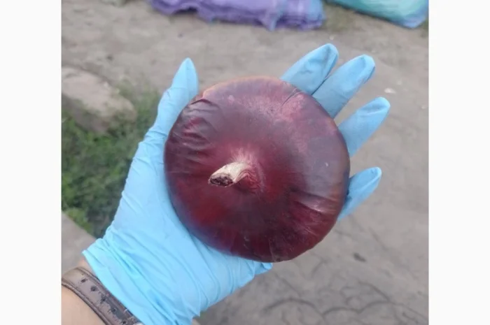 Цибуля ялтинська для продажу- фото № 4