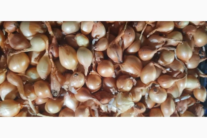 Продаю цибулю кущівку для посадки- фото № 1