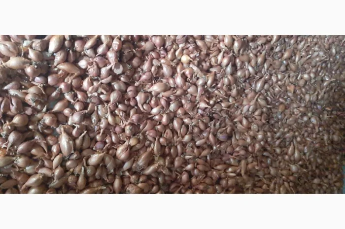 Продаю цибулю кущівку для посадки- фото № 2