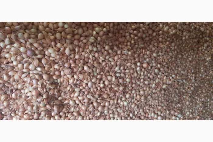 Продаю цибулю кущівку для посадки- фото № 3