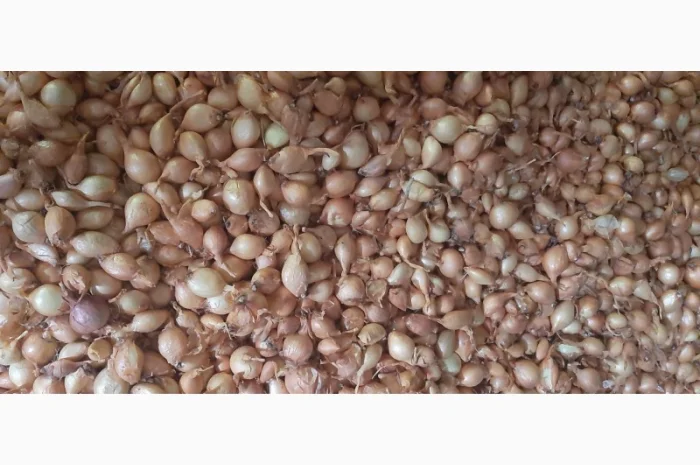 Продаю цибулю кущівку для посадки- фото № 4