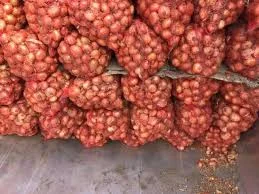 Тернопільська молода цибуля - гуртовая продажа от производителя- фото № 1