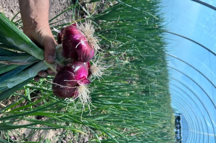 Продаж ялтинської цибулі- фото № 1